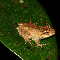 <i>Pseudophilautus mittermeieri</i> Megaskumbura & Manamendra-Arachcchi, 2005